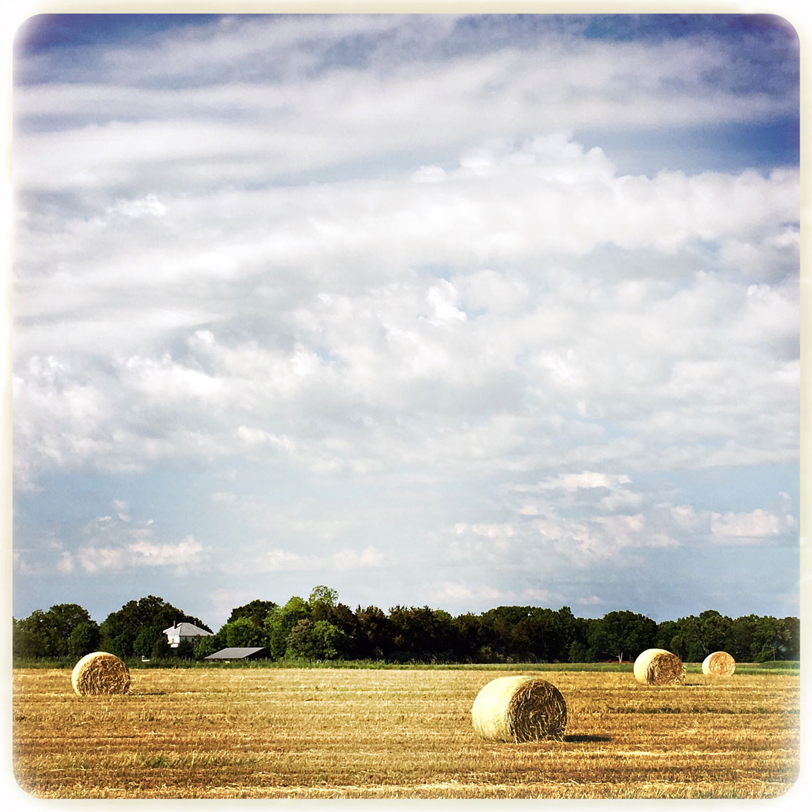 wheatfield-clemson